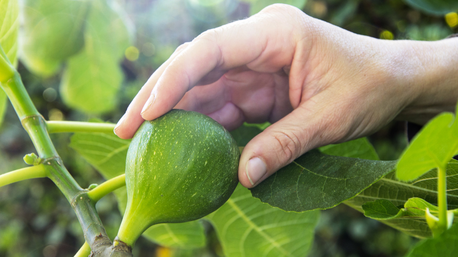 Amazing Fig Tree with Full of Figs