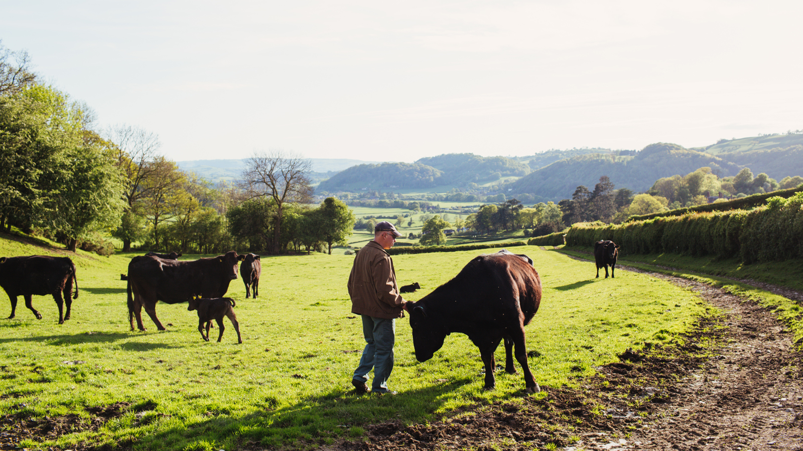 Grass fed vs. Grain fed beef explained