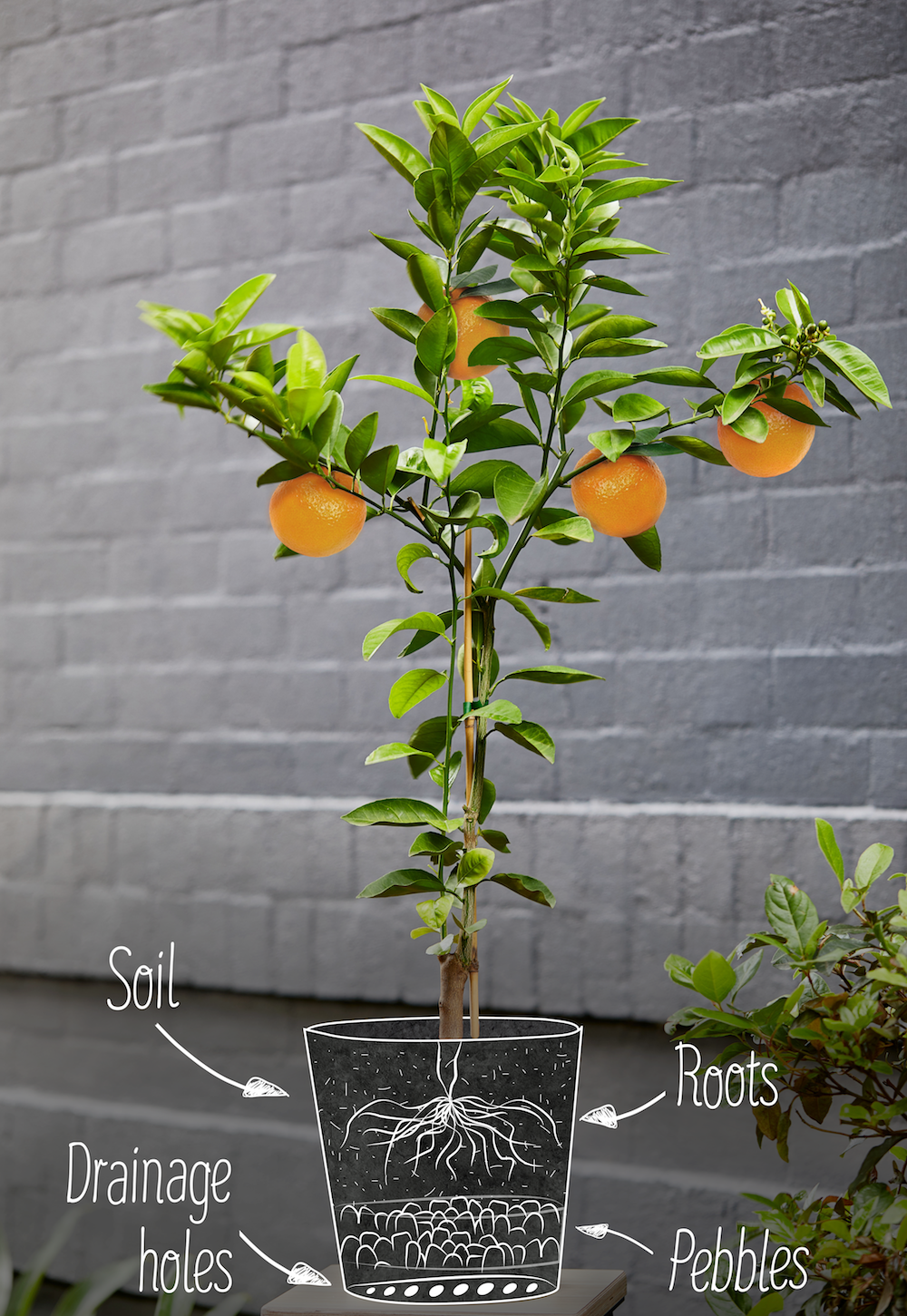 Complete Guide To Growing Citrus Trees At Home (Lemon, Lime & Orange) - The Neff Kitchen