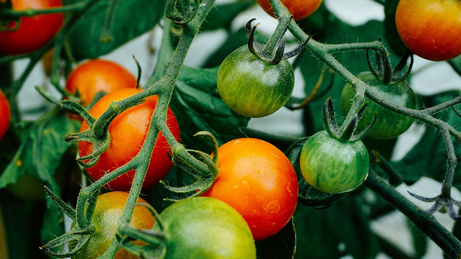 The ultimate guide to growing tomatoes